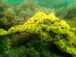 Image of red boring sponge