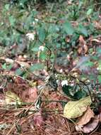 Image of Salvia hayatae Makino ex Hayata