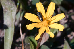 Imagem de Anthaxia cyanescens Gory 1841