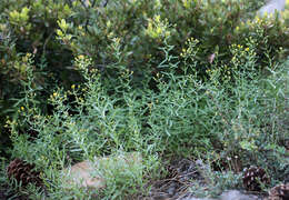 Image of California rayless fleabane