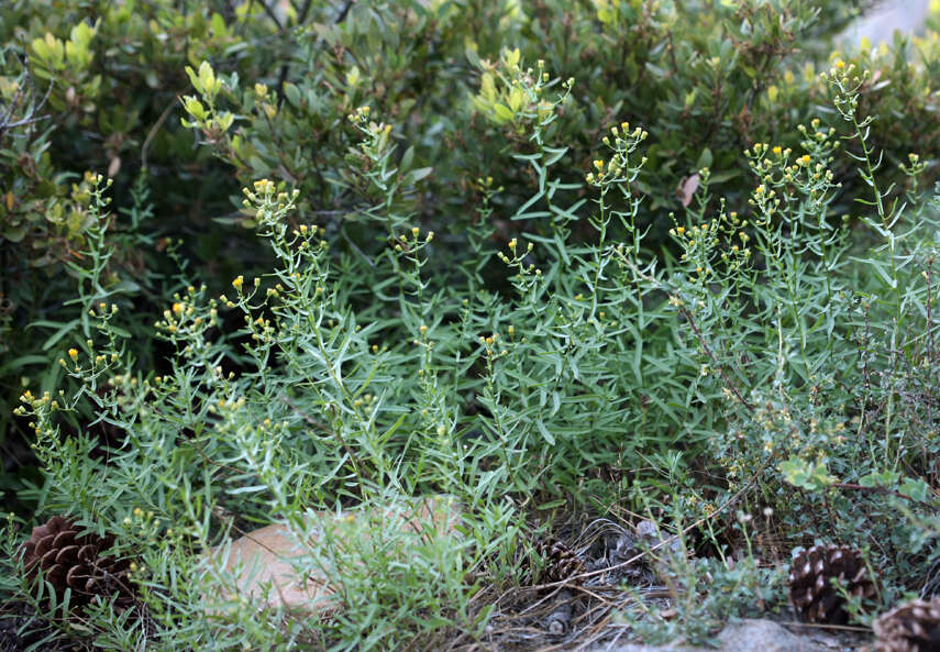 Image of California rayless fleabane