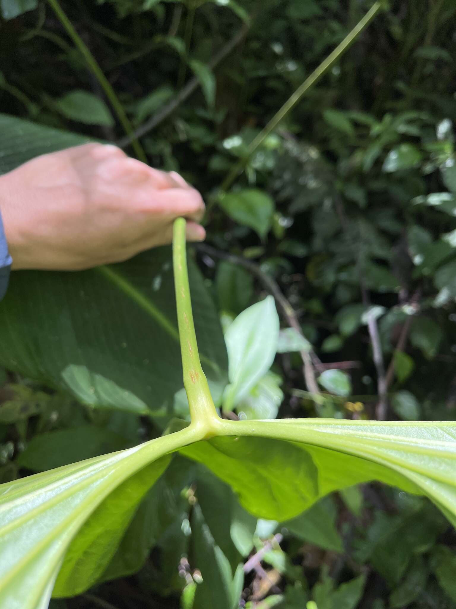 Imagem de Anthurium formosum Schott