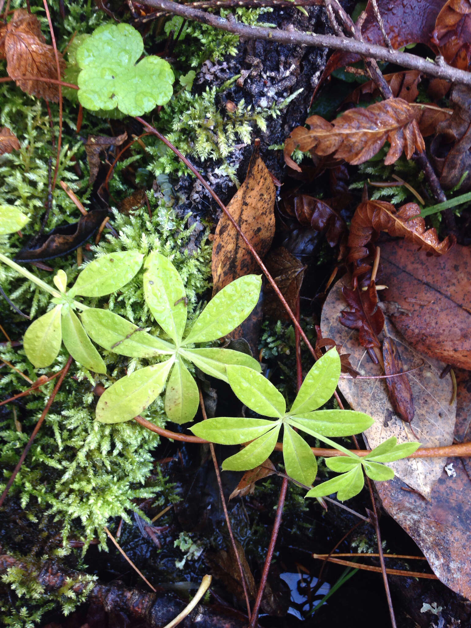 Image of fragrant bedstraw