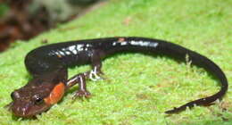 Image of Imitator Salamander