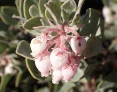 Image de Arctostaphylos canescens subsp. canescens