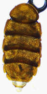 Image of Eurypauropus spinosus Ryder 1879