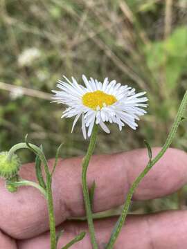 Image of Erigeron delphinifolius Willd.