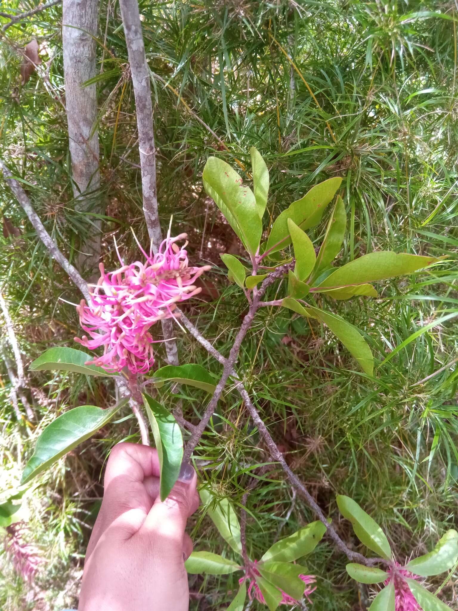 Imagem de Faurea forficuliflora Baker