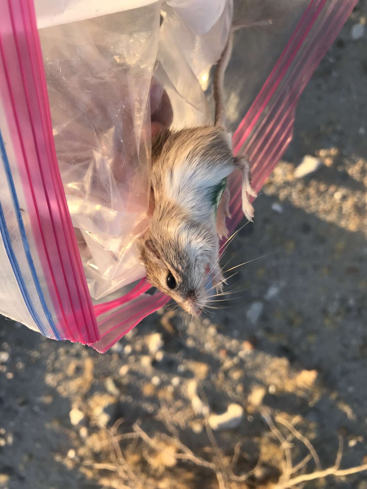 Image of Desert Pocket Mouse