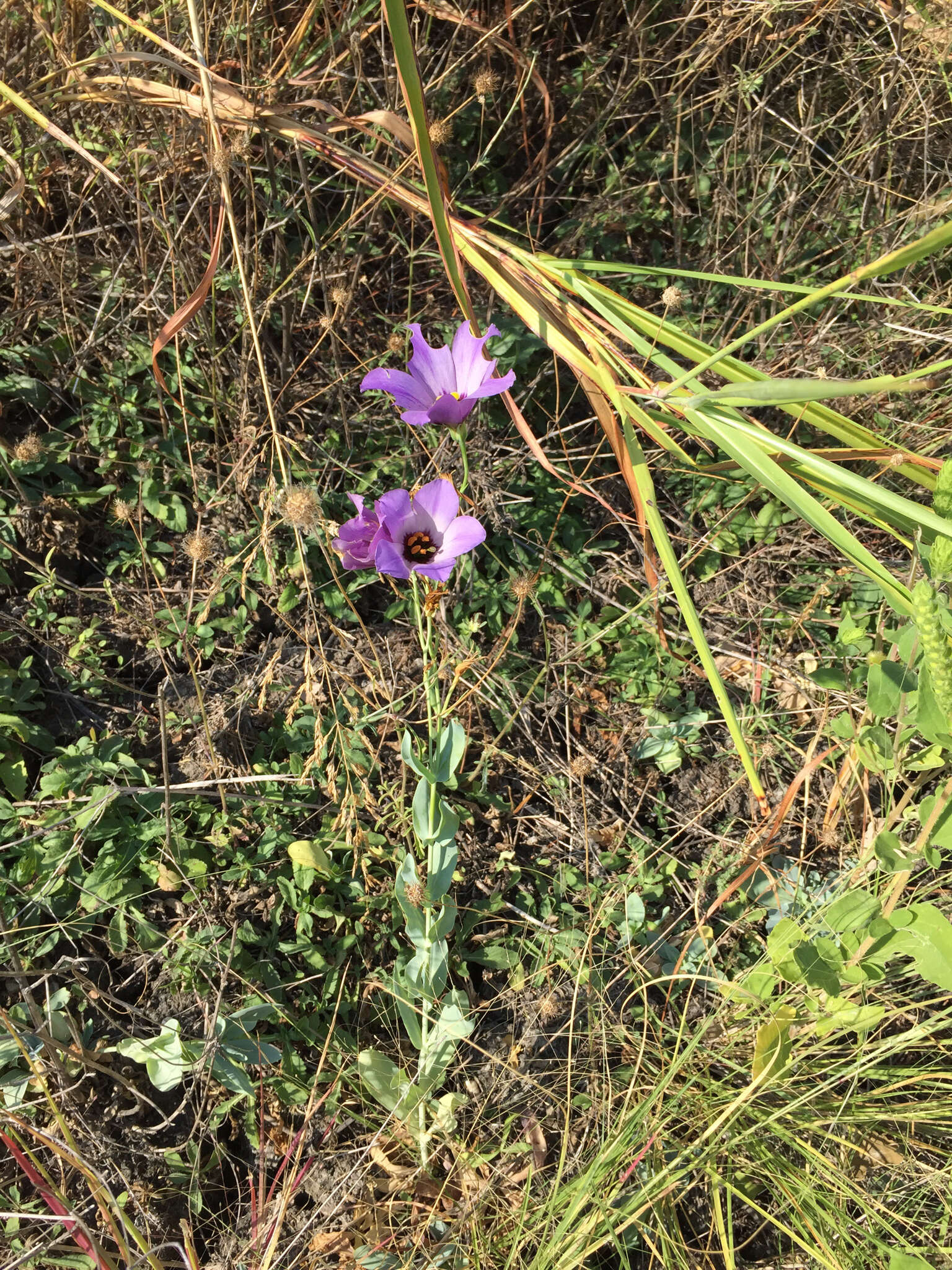 Image of showy prairie gentian