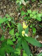 Слика од Cephalanthera falcata (Thunb.) Blume