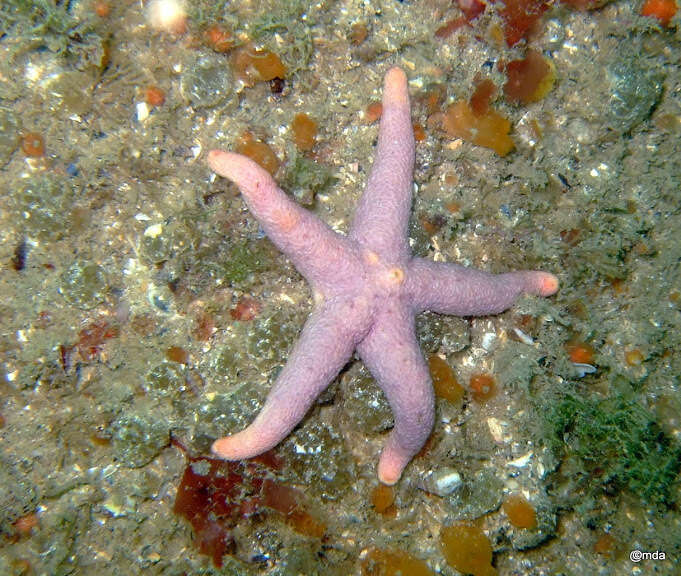 Image of Bloody Henry starfish