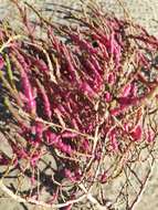 Image of Salicornia perennans Willd.