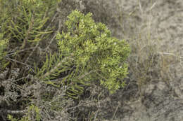 Image of sand fiddleleaf