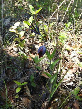 Calochortus purpureus (Kunth) Baker resmi