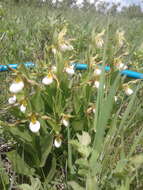 Imagem de Cypripedium montanum Douglas ex Lindl.