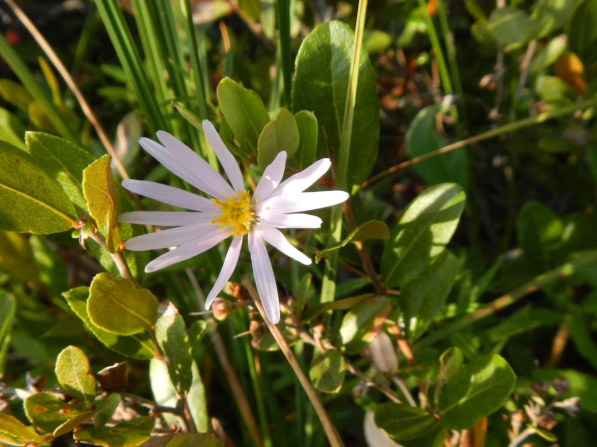 Image of bog aster