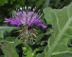 Image of Centaurea seridis L.