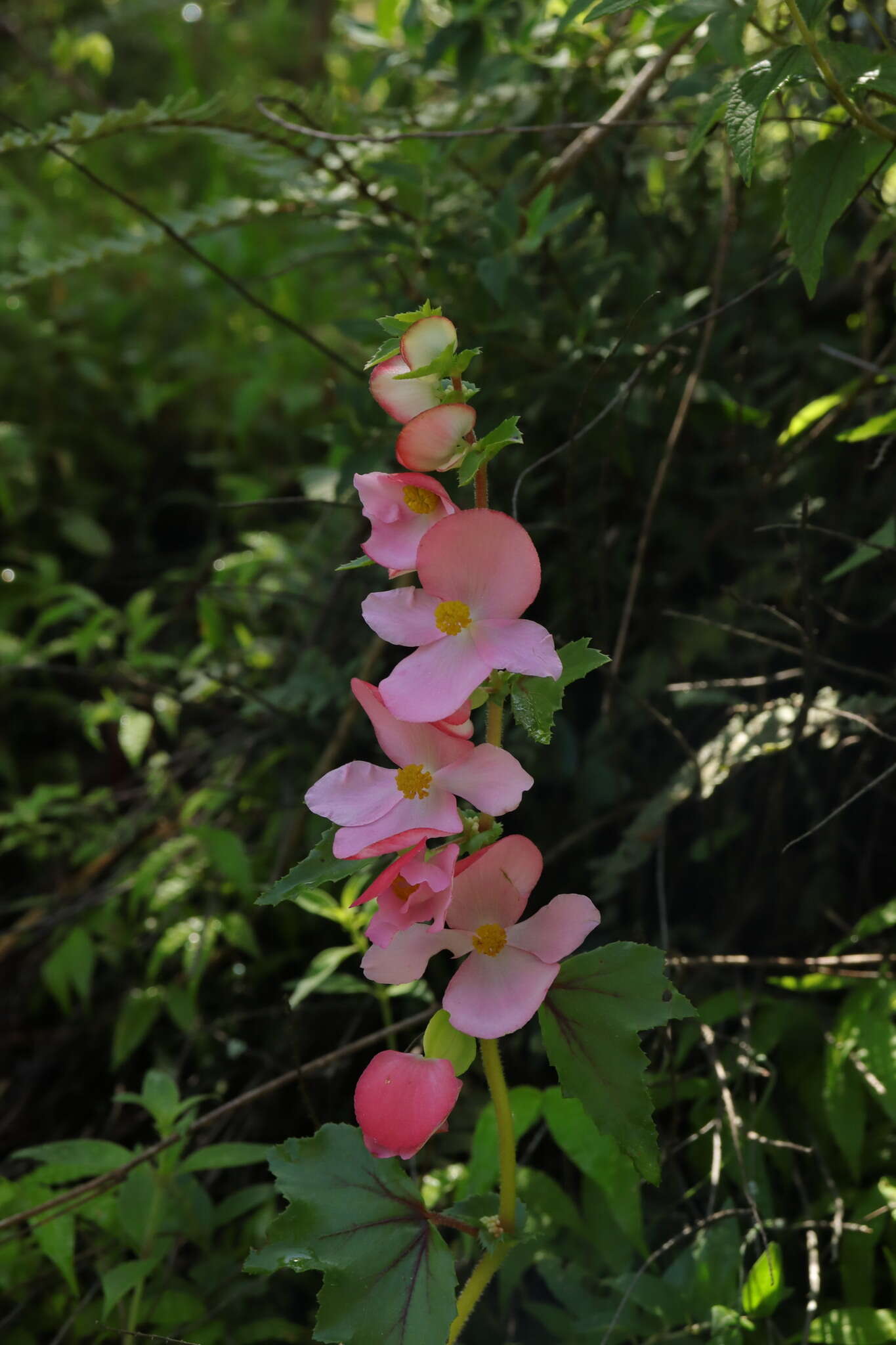 Image of Begonia bulbillifera Link & Otto