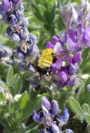 Image de Bombus morrisoni Cresson 1879