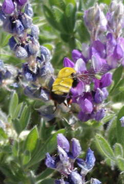 Image of Morrison Bumble Bee