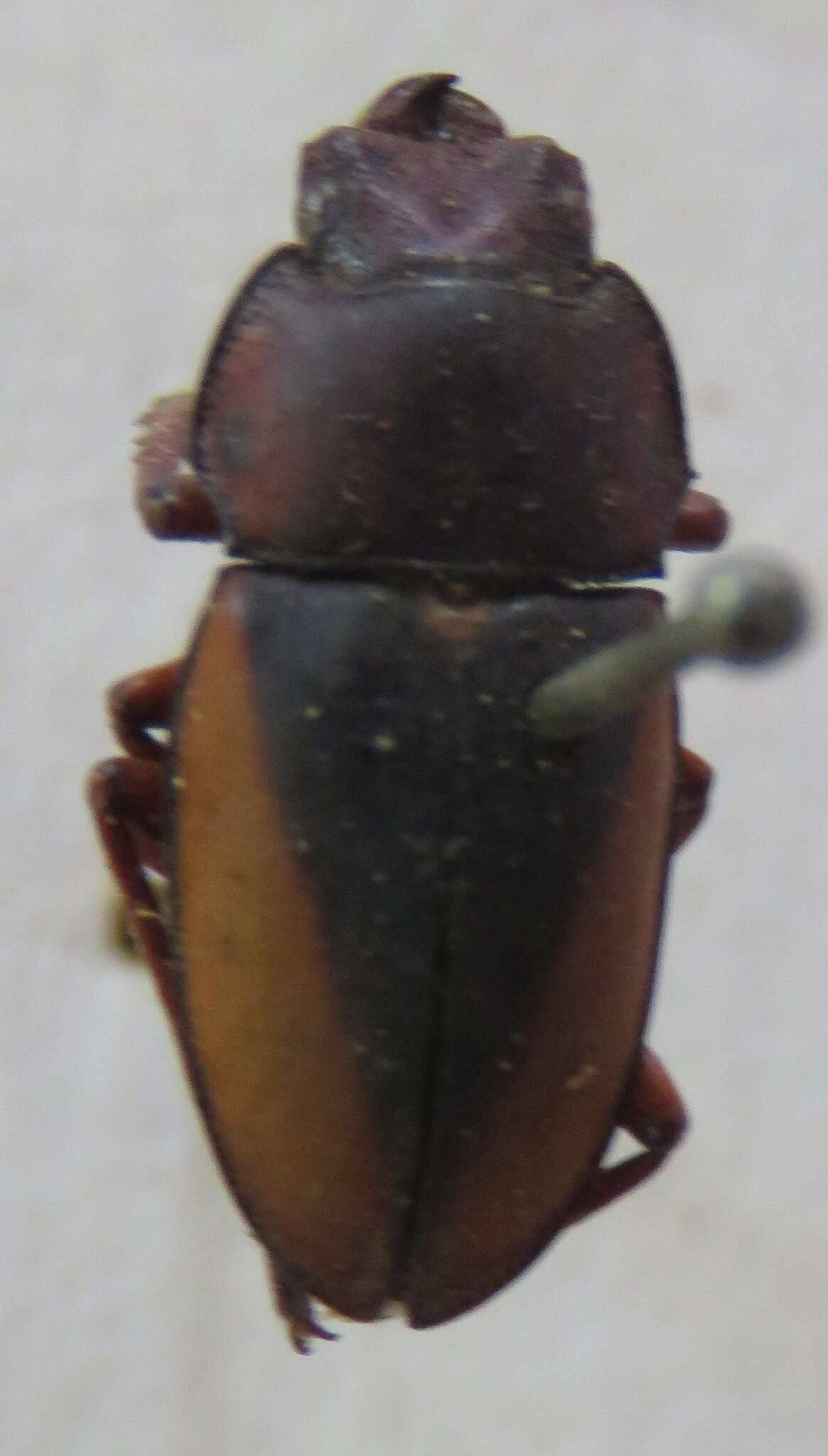 Image of Leptinopterus v-nigrum (Hope 1845)