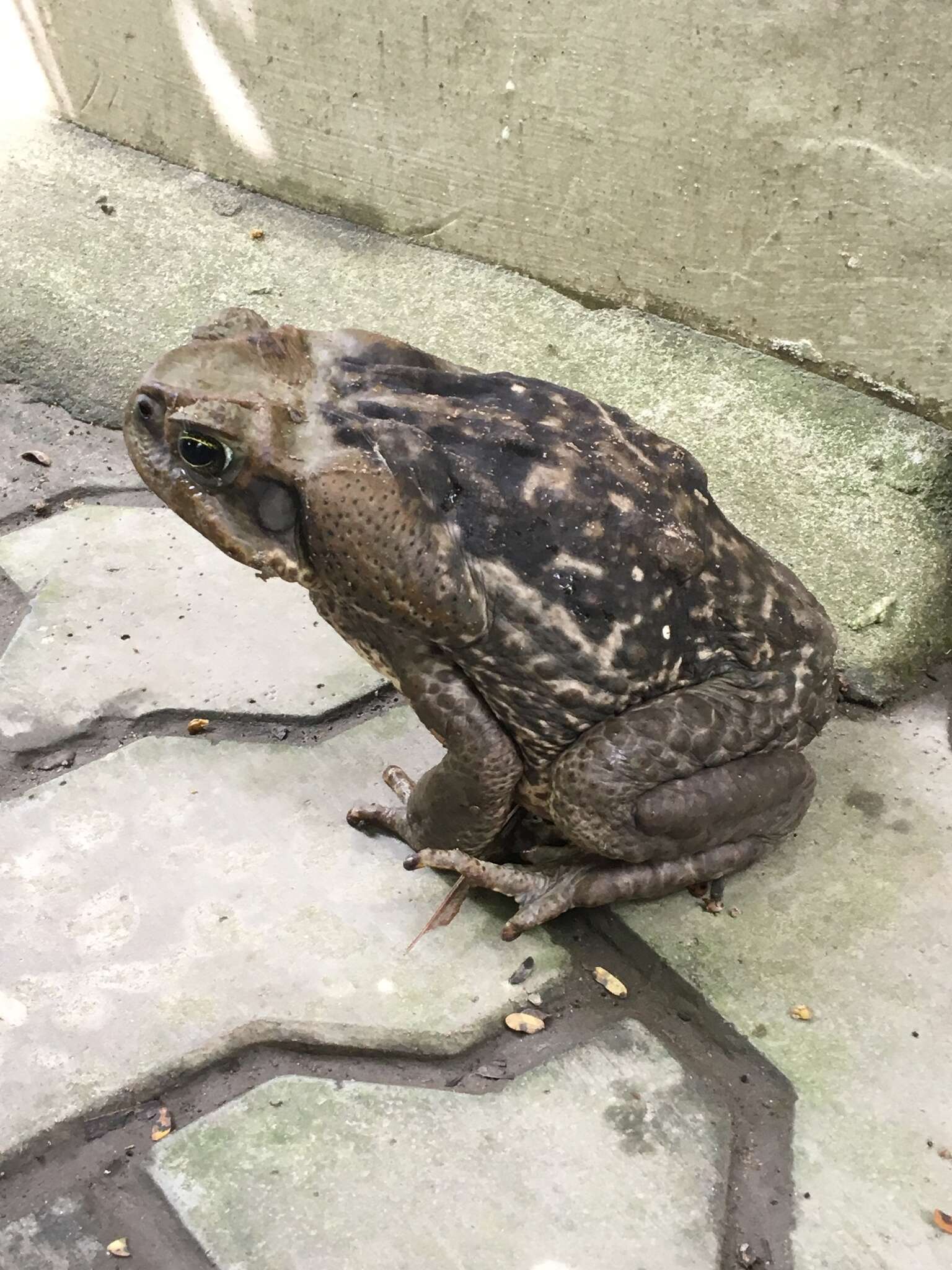 Image of Cururu Toad