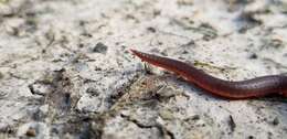 Image of Carphophis amoenus helenae (Kennicott 1859)