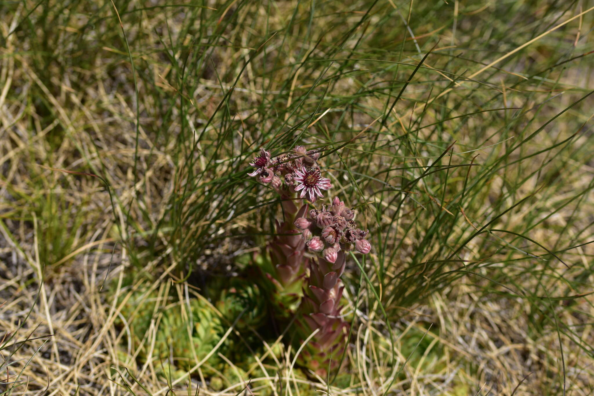 Image of Sempervivum marmoreum Griseb.