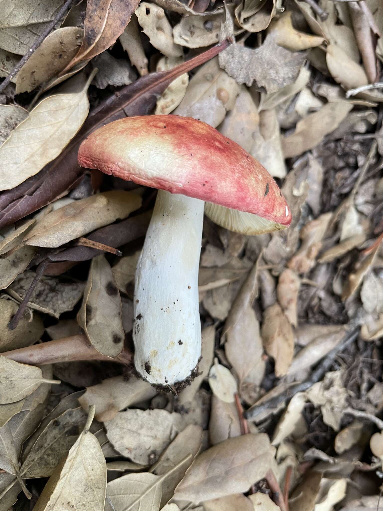 Image of ruddy bolete