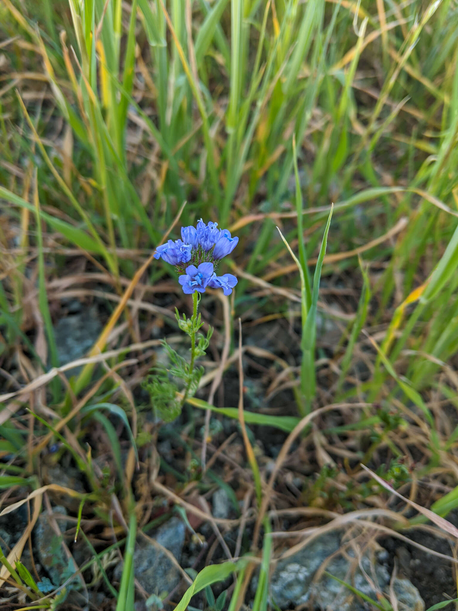 Image of California gilia