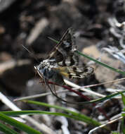 Image of <i>Drasteria petricola</i>