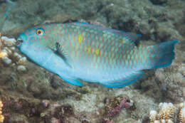 Image of Captain Parrotfish