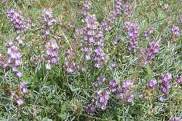 Imagem de Astragalus arizonicus A. Gray