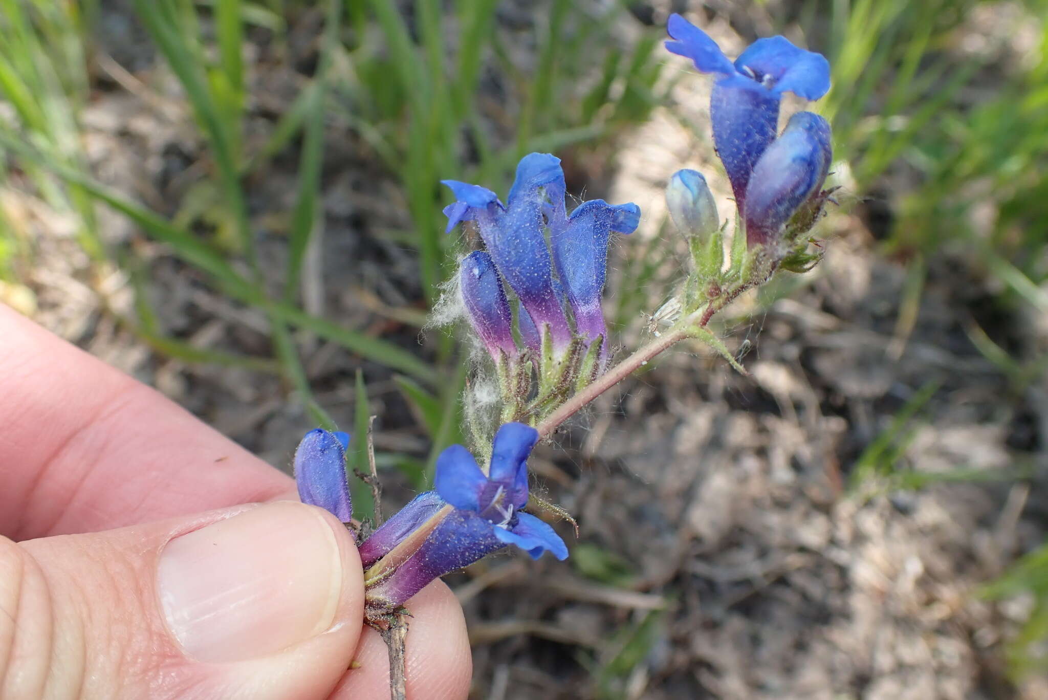 Слика од Penstemon mensarum Pennell