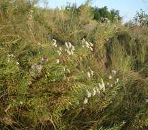 Image of Rhone Aster