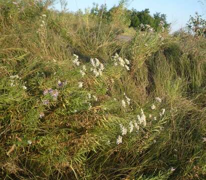 Image of Galatella sedifolia (L.) Greuter