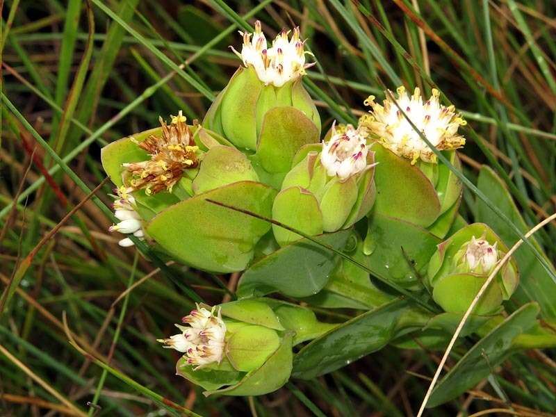 Image of Lopholaena disticha (N. E. Br.) S. Moore