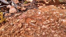 Image of Black-necked Whipsnake