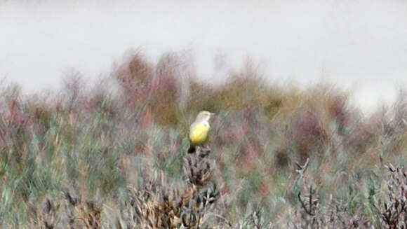 Image of Yellow Chat