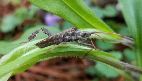 Image of Leaf-footed Pine Seed Bug