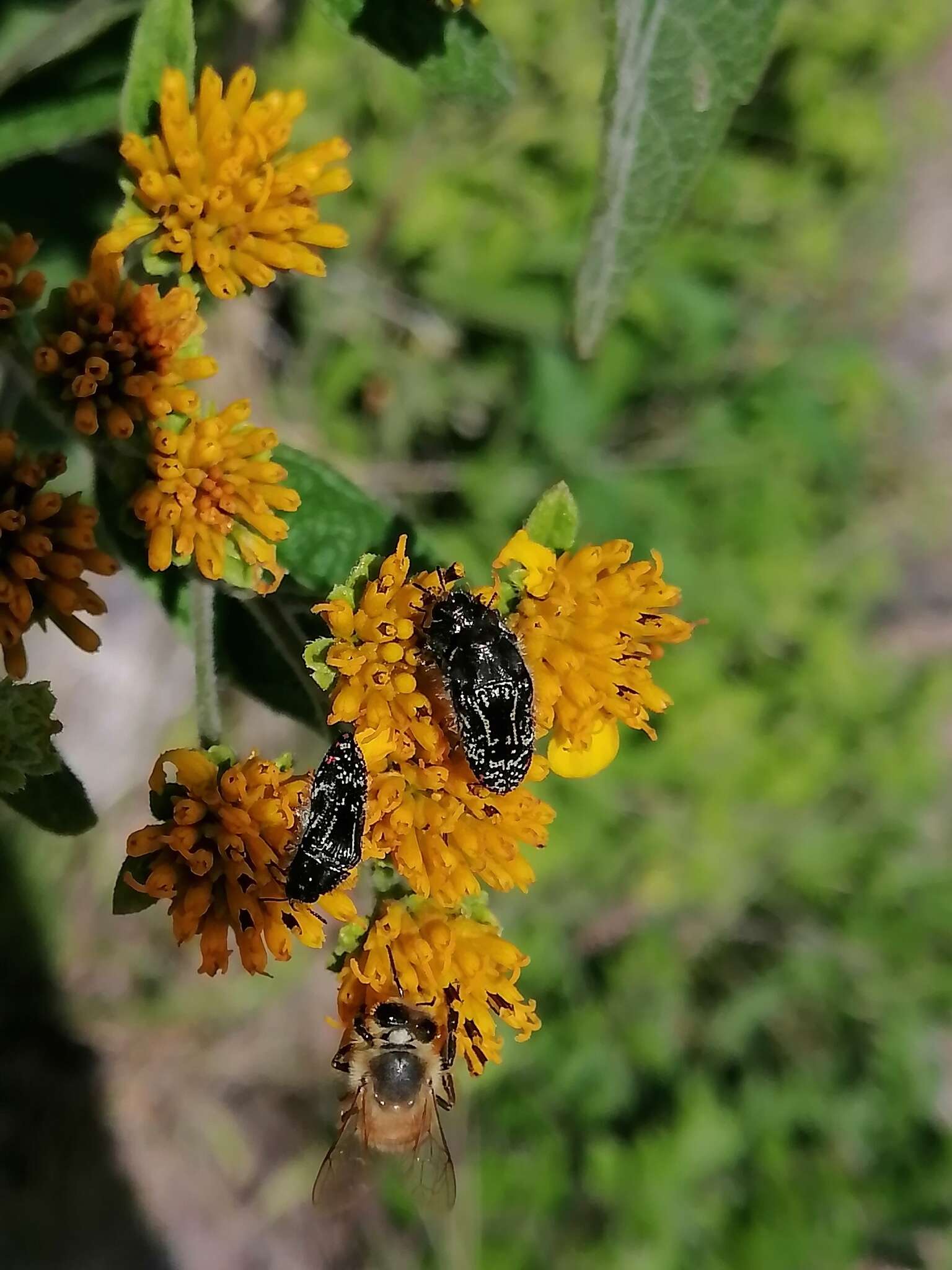 Image of Acmaeodera mudgei Westcott 2002