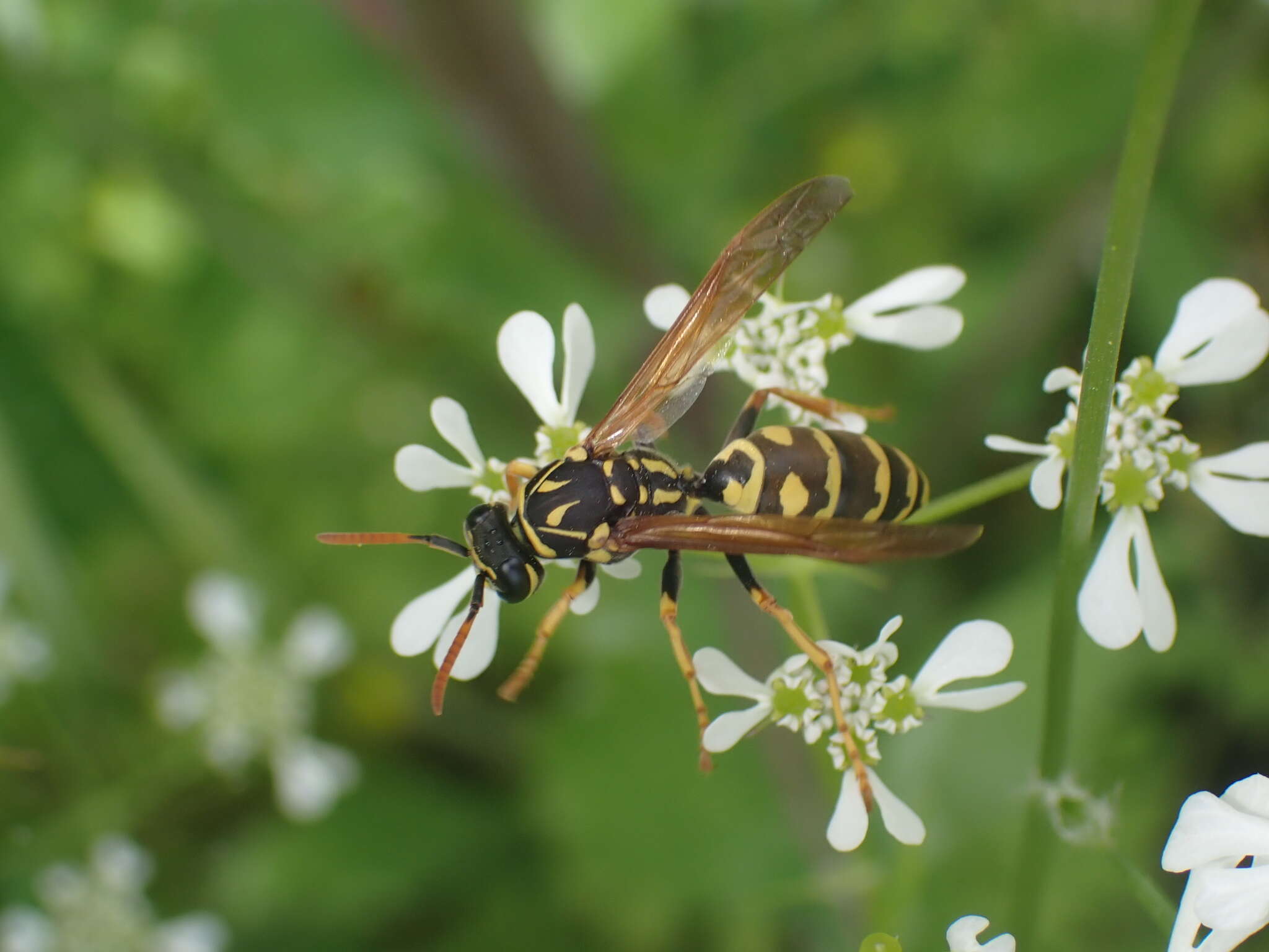 Image of Polistes associus Kohl 1898