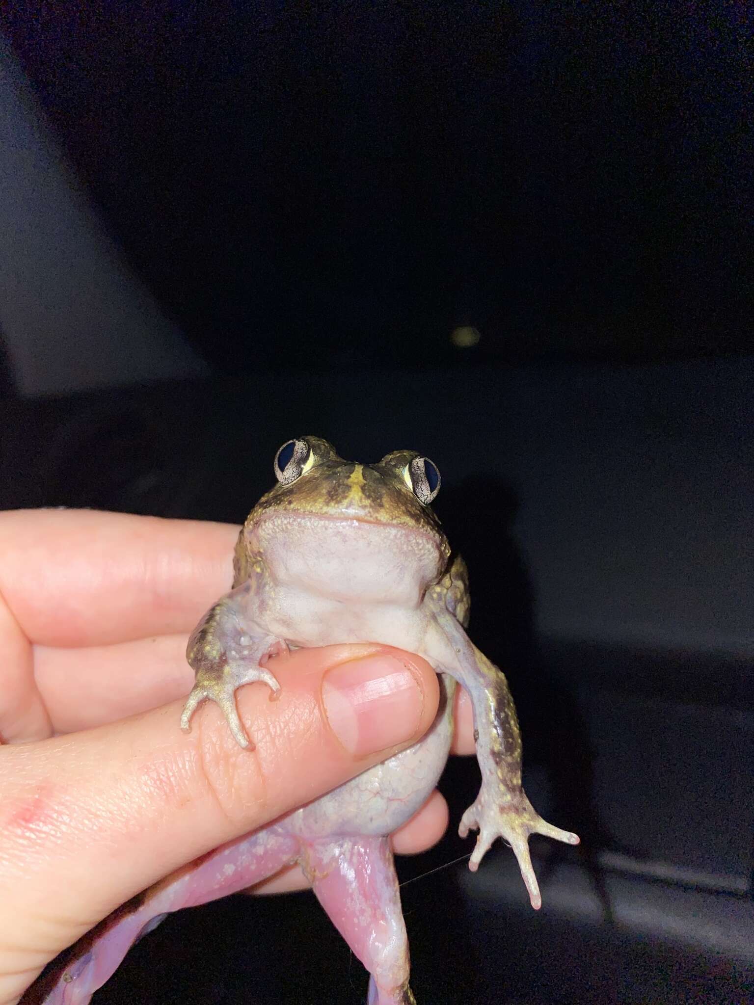 Image of Painted Burrowing Frog