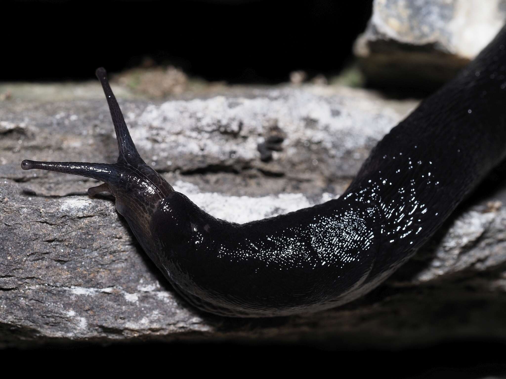 Image of Limax erythrus Bourguignat 1864