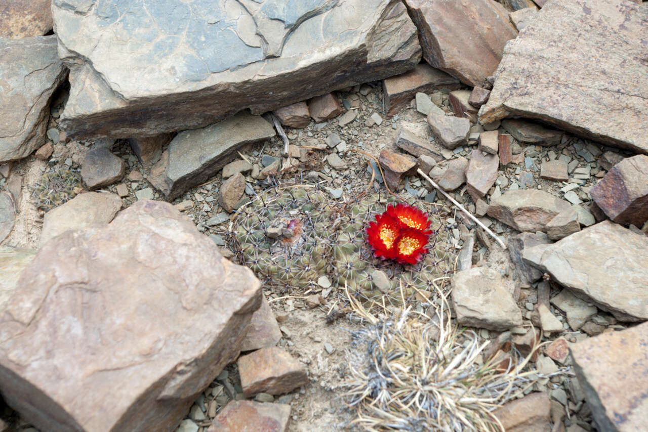 Image of Parodia subterranea F. Ritter