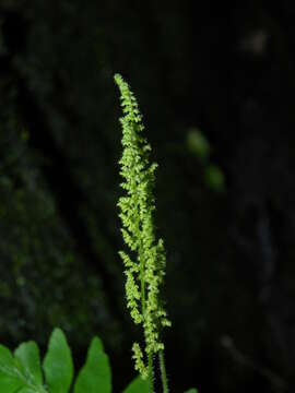 Image of streambank flowering fern