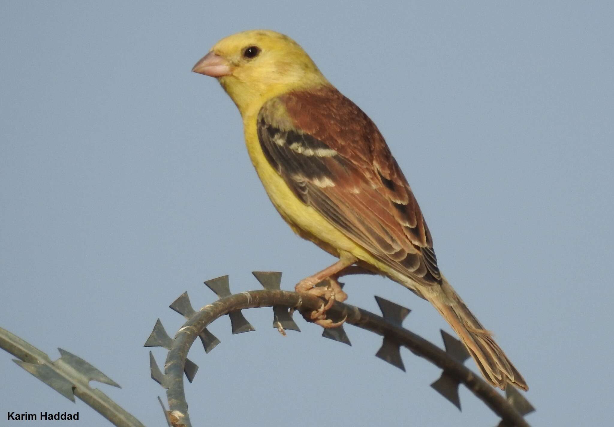 Image of Sudan Golden Sparrow