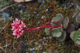 Image of roseflower stonecrop