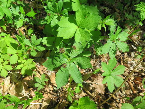 Image of Sanicula rubriflora F. Schmidt